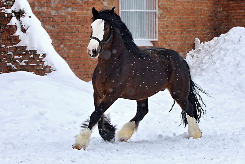 Лошадь породы владимирский тяжеловоз. Фото