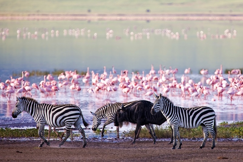 Национальный парк Озеро Накуру в Кении. Зебры. Фото