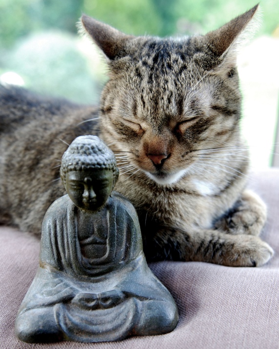 Кот-буддист. Необычное фото
