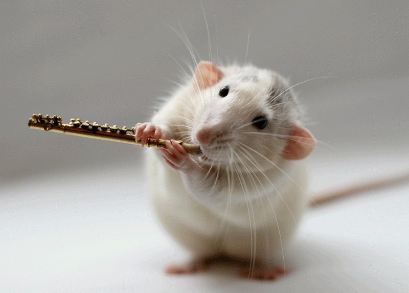 Крыса играет на флейте. Эллен ван Дилен. Фото