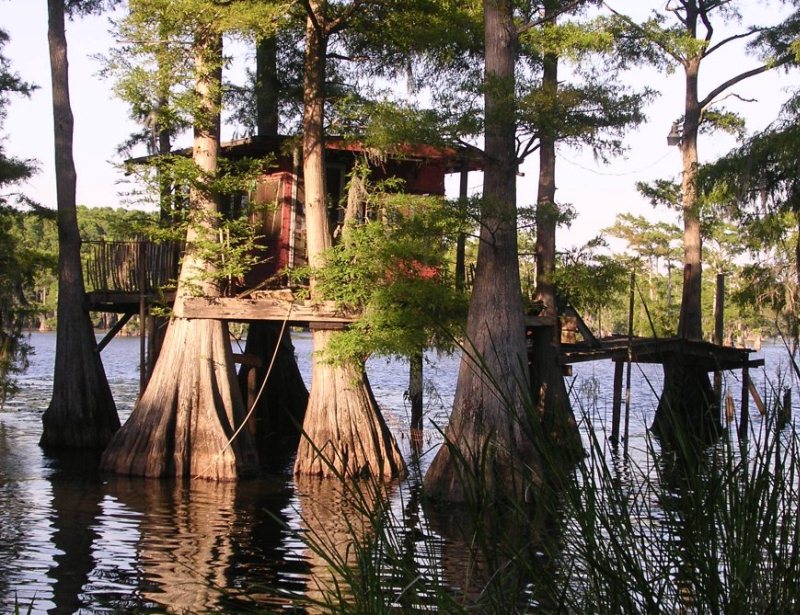 Красивые кипарисы. Озеро Каддо в Техасе. Фото