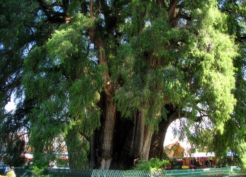 самые толстые деревья в мире: Туле (Мексика). фото
