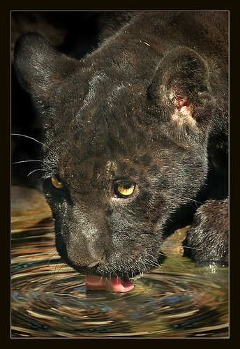 Черная пантера лакает воду. Фото