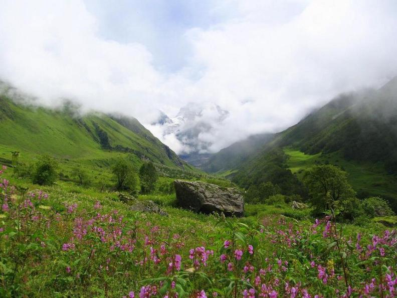 Долина Цветов в Гималаях. Фото