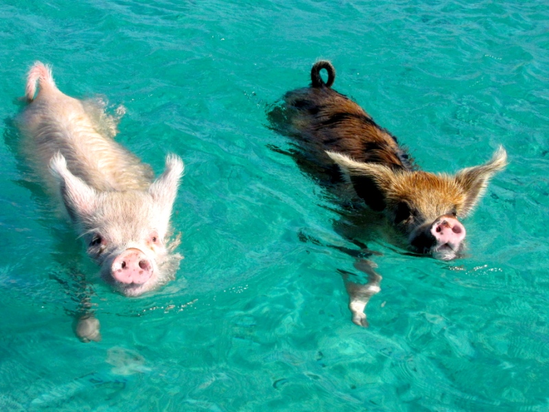 Плавающие свиньи на Багамских островах. Фото
