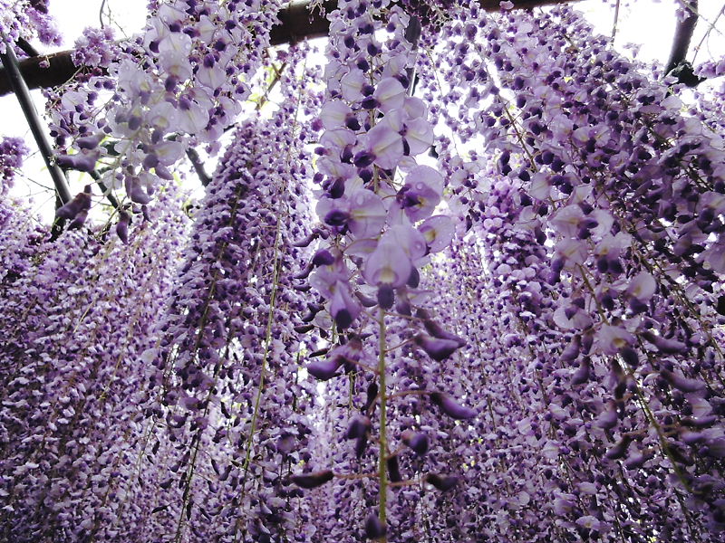 Вистерим в японском парке цветов Кавати Фудзи. Фото