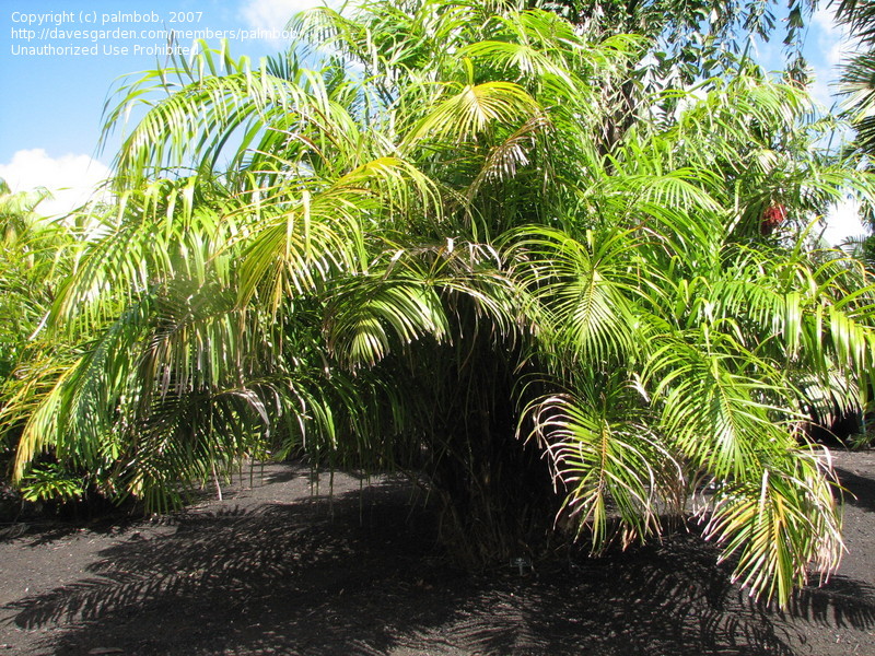 Самые крупные листья у бразильской пальмы рафия тедигера. Фото