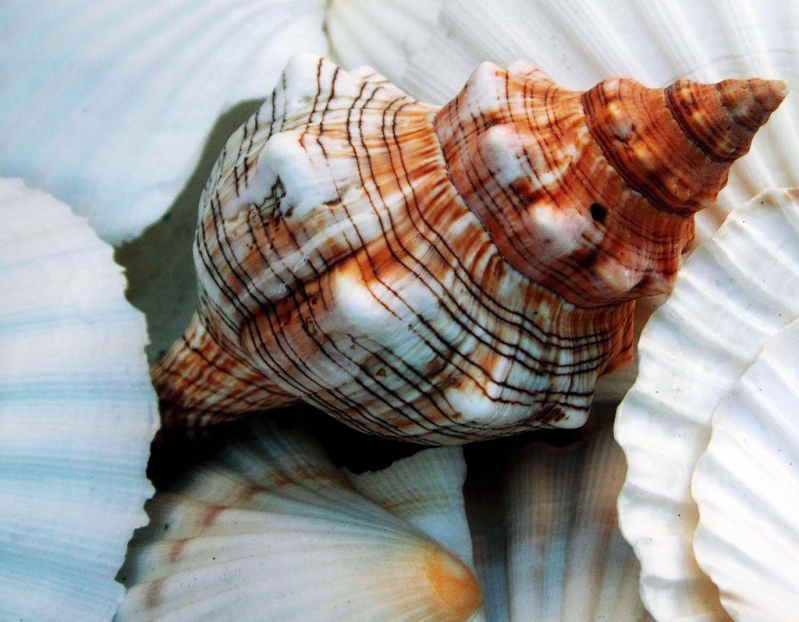 Красивая морская раковина. Фото