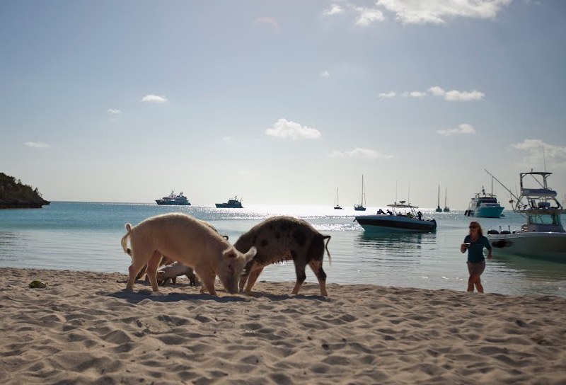 Свиньи пасутся на берегу в поисках еды. Фото