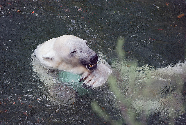 Белый медведь играет с мячиком. Фото