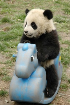 Панда катается на игрушечной лошадке. Фото
