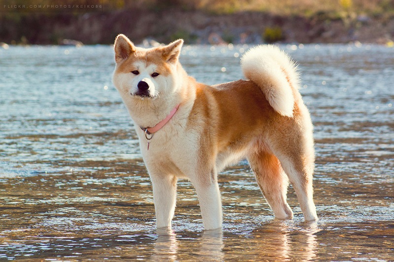 Порода собак японская акита-ину