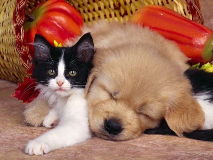 Дружба животных: котенок и щенок. Фото