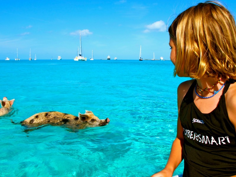 Свинья плывет около яхты. Багамы. Фото