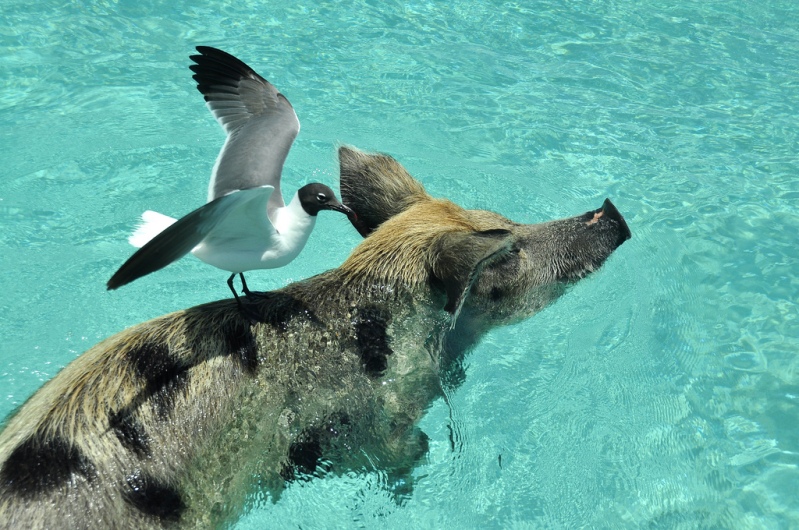 Плавающие свиньи на Багамах. Фото