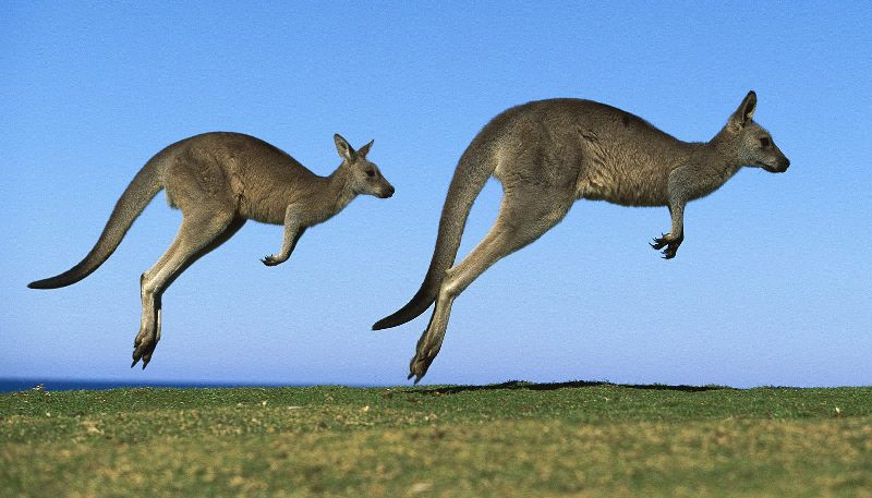 кенгуру. Фото