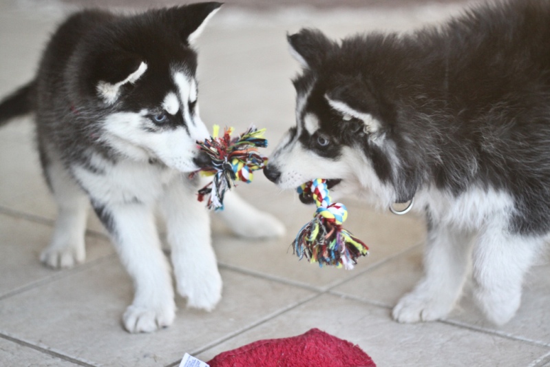  Щенки собаки породы сибирский хаски. Фото