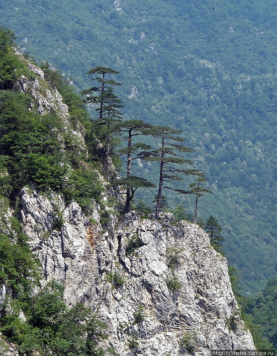 Девственный лес Црна Пода в парке Дурмитор. Черногория. Фото