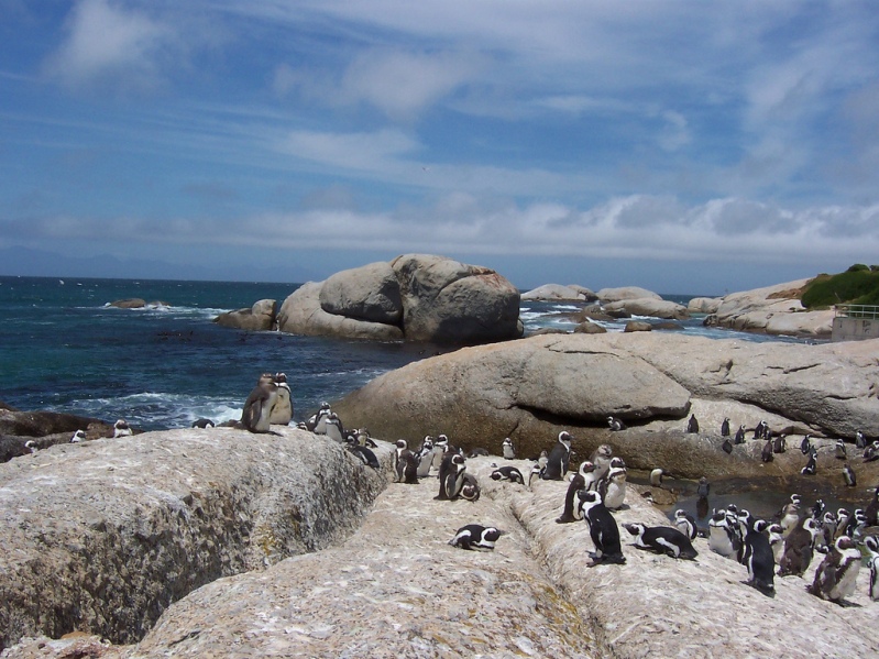 африканские очковые пингвины в Бухте валунов (ЮАР). Фото