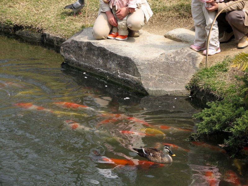 Японский парк Кераку-эн летом. Пруд с рыбками. Фото