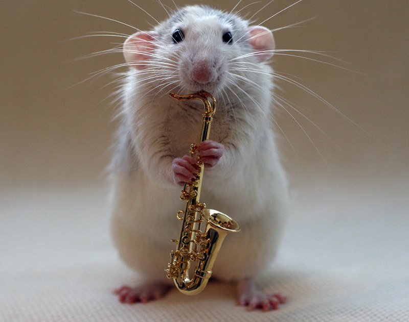 Крыса играет на саксофоне. Эллен ван Дилен. Фото