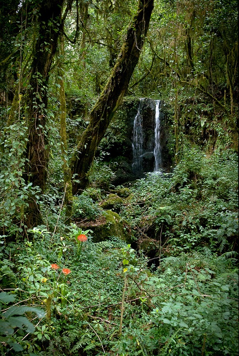 Экваториальной лес близ Килиманджаро. Фото