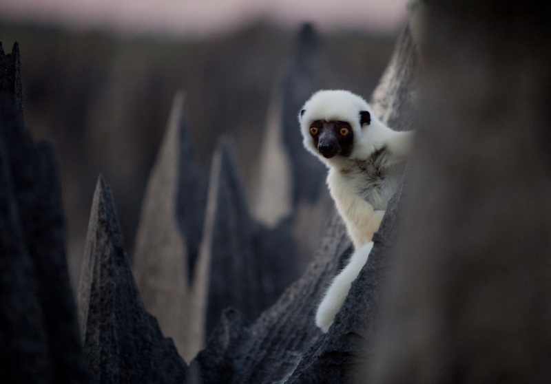 Лемур в каменном лесу на Мадагаскаре. Фото