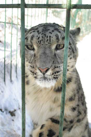 Печальный снежный барс (ирбис) в клетке. Фото / Snow Leopard. Photo