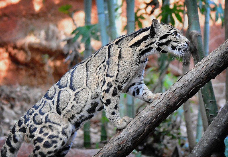 Дымчатый леопард. Остров Калимантан. Малайзия