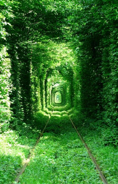 Тоннель любви летом в городе Клевань, Украина. Фото