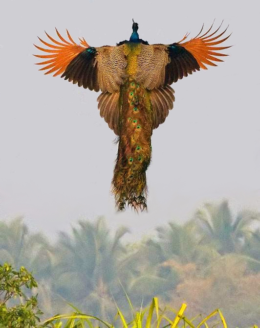 Необыкновенное фото - полет павлина