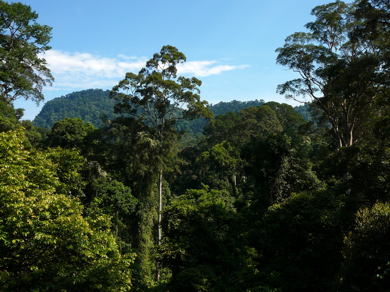 Тропические леса острова Борнео. Фото
