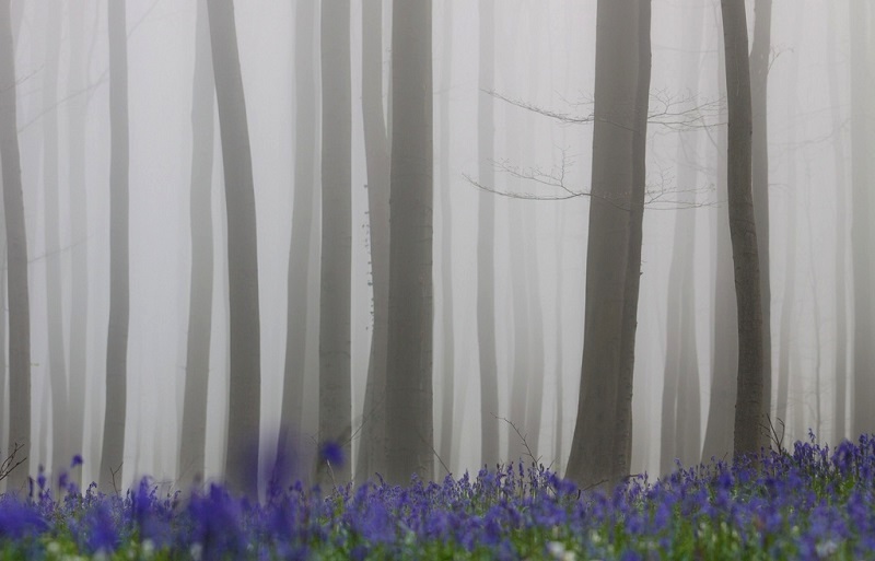 Халлербос – синий лес в Бельгии. Фото