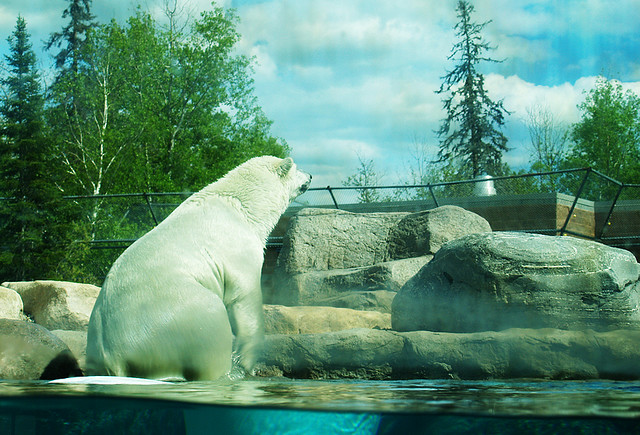 Приют белых медведей. Кокрэйн. Фото