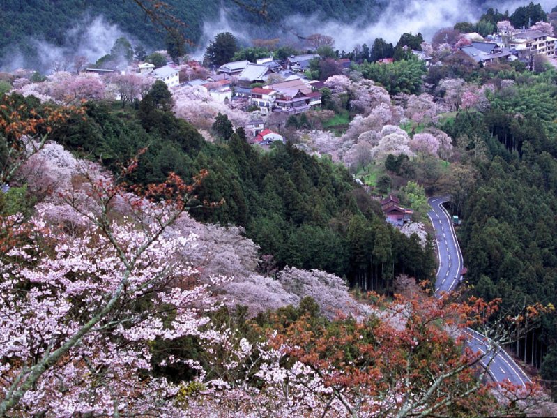 Вид на цветущие деревья сакуры сверху. Япония. Фото