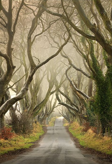 Буковая аллея в тумане. Северная Ирландия. Фото