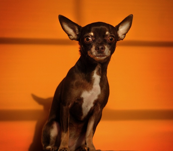Собаки породы чихуахуа. Фото