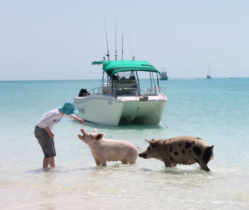 Свиньи на берегу острова Биг Мэйджор Кэй. Багамы. Фото