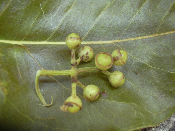 Лист и плоды радужного эвкалипта. Фото