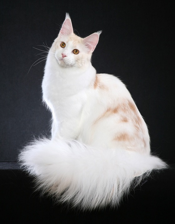 Бело-рыжая кошка. Порода мейн-кун