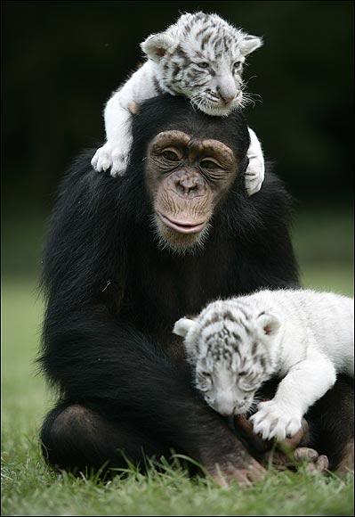 Шимпанзе Аджанта играет  с двумя белыми тигрятами. Фото