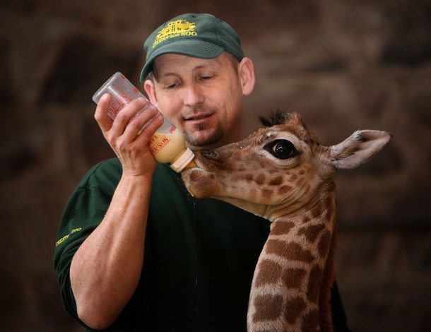 Смотритель кормит детеныша жирафа. Фото
