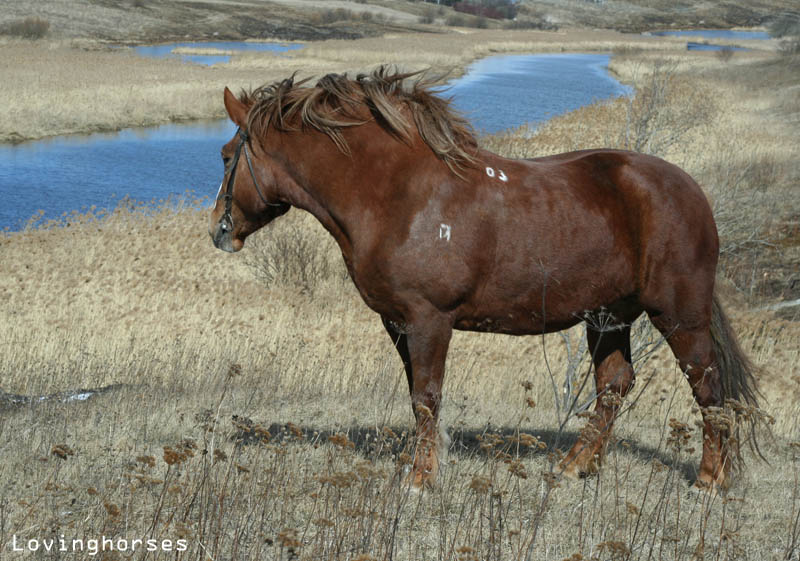Лошадь породы русский тяжеловоз. Фото