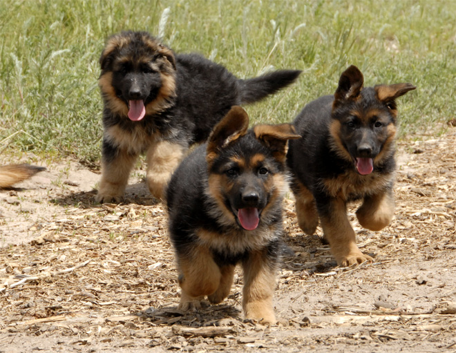 Бегущие щенки немецкой овчарки. Фото