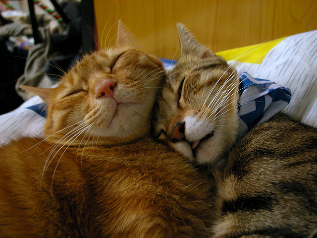 Кошачья любовь. Фото