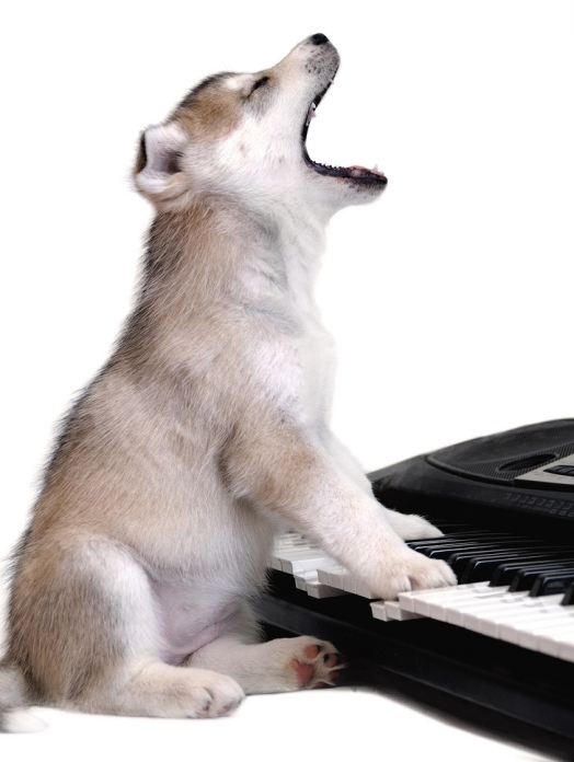  Собака породы сибирский хаски поет. Фото