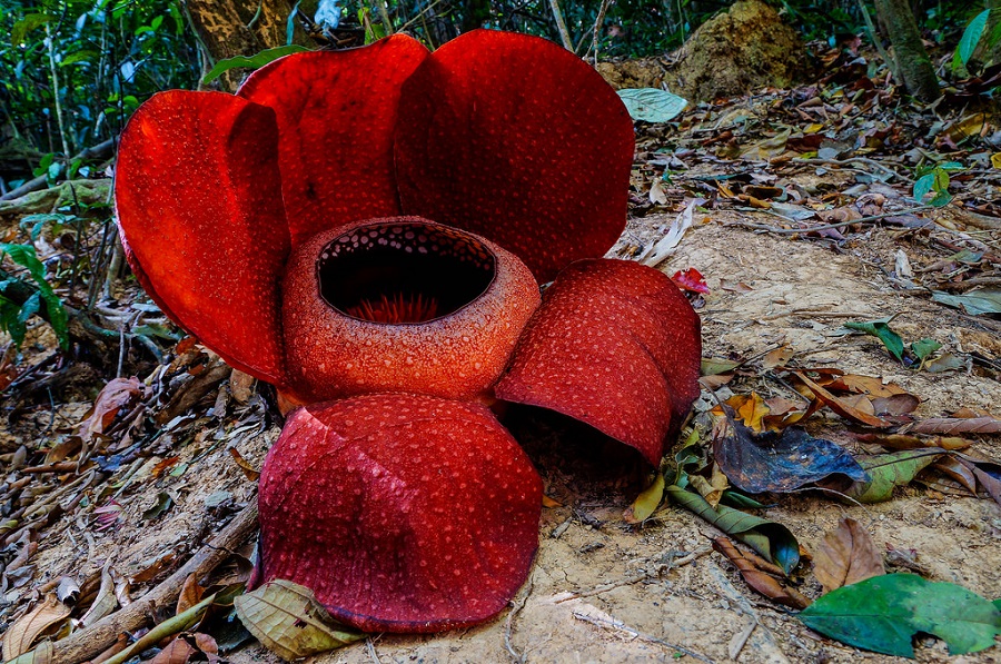Гигантский цветок раффлезия Арнольда. Фото