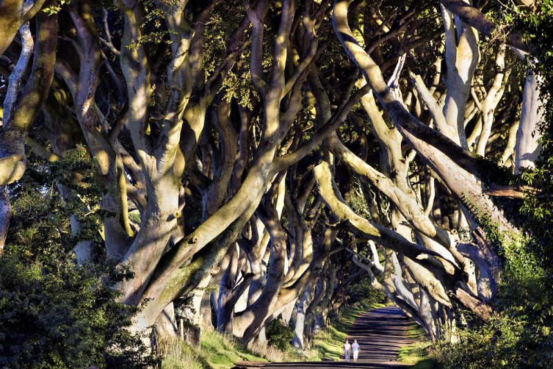 Буковая аллея в графстве Антрим Северной Ирландии. Фото