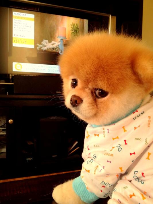 Собака Бу породы померанский шпиц. Фото