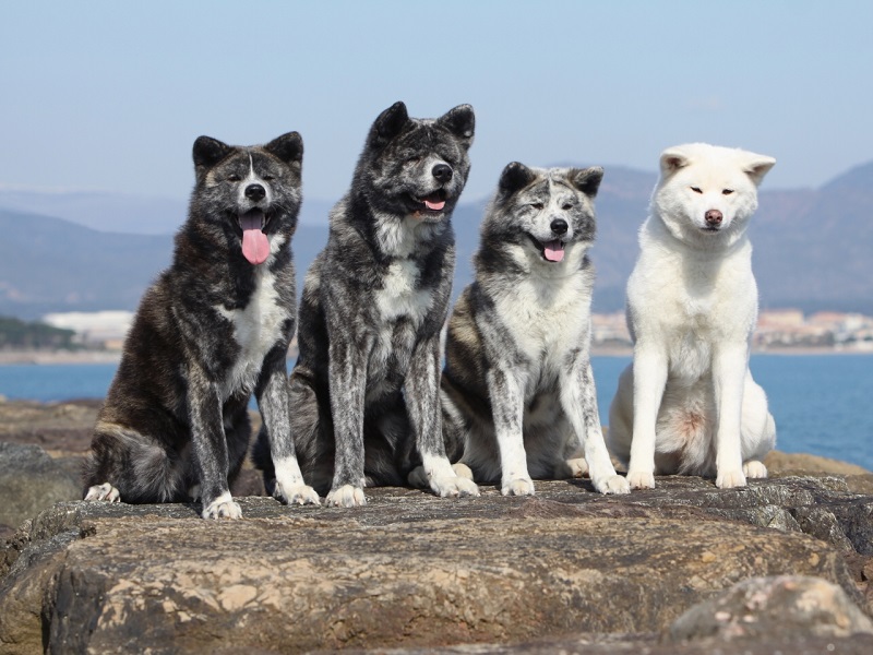 Порода собак японская акита-ину. Белые и черно-белые окрасы